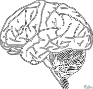 cerebrum Coloring Pages To Print